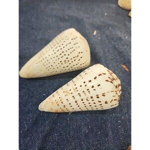 Conus Litteratus leopard Cone Shells 4" and 3.75"